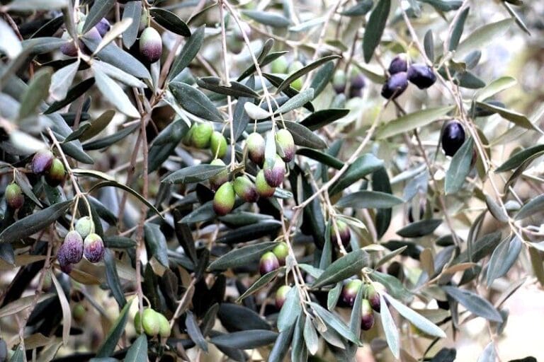 La crise de l’irrigation menace la saison des olives à Beni Moussa et Beni Amir